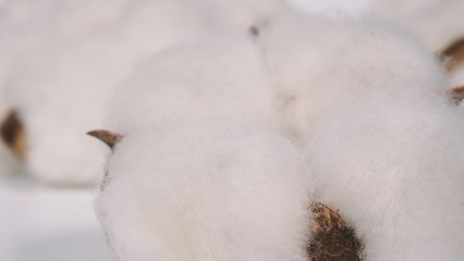 Close-up macro images of cotton flowers in studio shot which represent softness fluffy texture and gentle to skin and material for making dress such as T-shirt or denim jeans or for beauty industry.