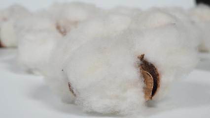 Close-up macro images of cotton flowers in studio shot which represent softness fluffy texture and gentle to skin and material for making dress such as T-shirt or denim jeans or for beauty industry.