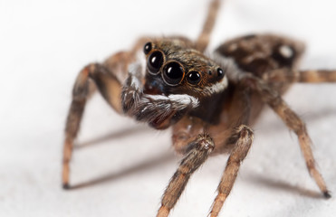 Macro Photo of Brown Jumping Spider on White Floor