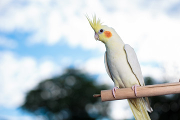 Young Cockatiel  isolated on sky background