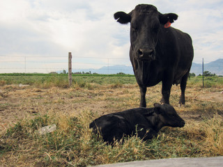 Black calf sitting down with its mother in a pasture