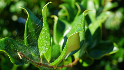 green leaves of a tree with spider web