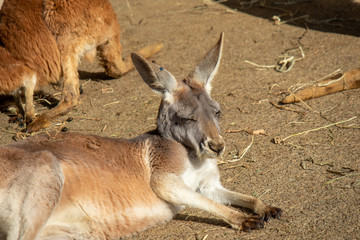 寝転び日向ぼっこをするカンガルー