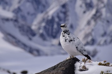 Rock ptarmigan in Tateyama alpine in Toyama