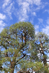 枝ぶりの良い松と青空