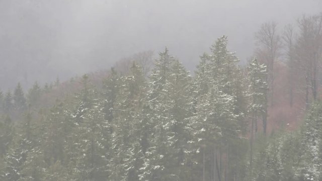 snowstorm hits spruce and beech trees