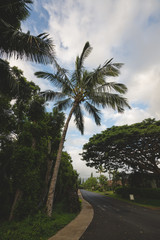 Fototapeta na wymiar Beautiful Palm tree in Summer Weather in Hawaii