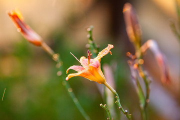 beautiful flower in springtime in the garden
