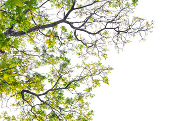 Green leaves on white