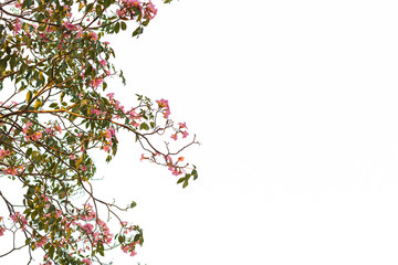 Green leaves on white