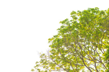 Green leaves on white