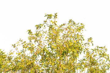 Green leaves on white