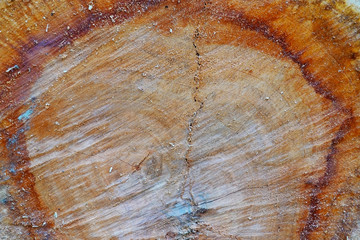 Cross-section of a tree for background