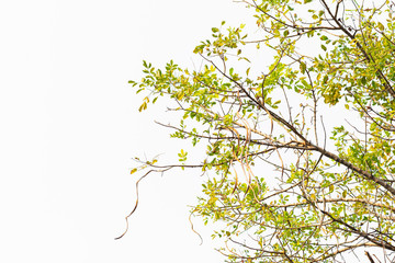 Green leaves on white