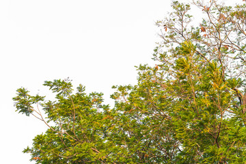 Green leaves on white