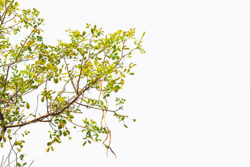 Green leaves on white