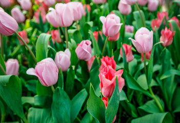 Blooming tulips
