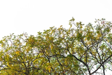 Green leaves on white