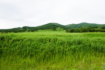 Steppe landscape. Grass, hills, trees.