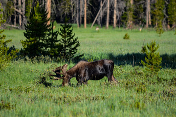 Fototapeta na wymiar snacking moose