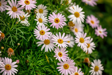 Pink and white daisies close up view