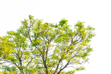 Green leaves on white