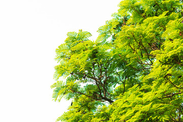 Green leaves on white