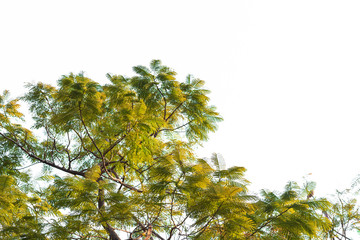 Green leaves on white