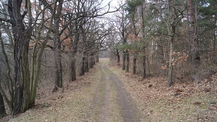 Waldweg