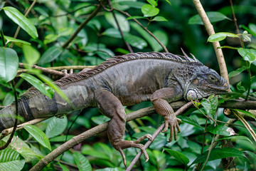 Sleeping iguana