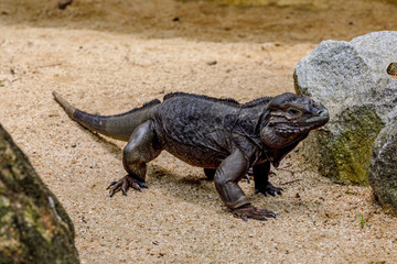Big lizard iguana walking around in her zoo home, Singapore