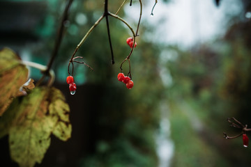 Red ripe viburnum berries in rainy autumn day. Selective focus. Shallow depth of field.