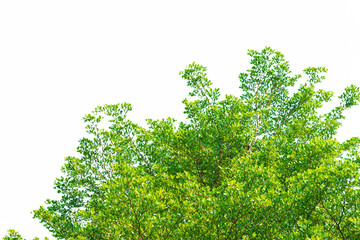 Green leaves on white background