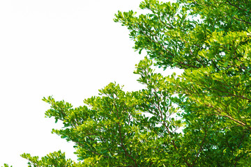 Green leaves on white background