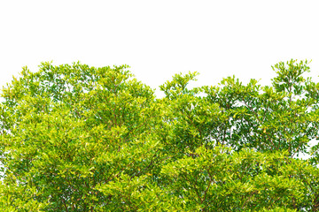 Green leaves on white background