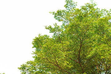 Green leaves on white background