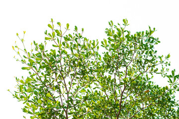 Green leaves on white background