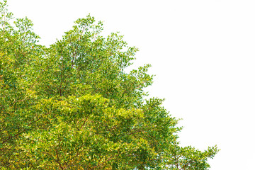 Green leaves on white background