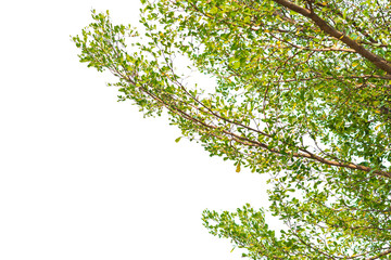 Green leaves on white background