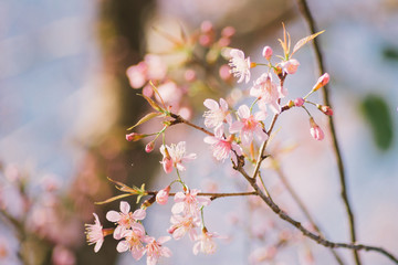 Beautiful cherry blossom.Nature concept background