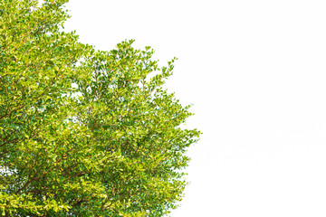 Obraz premium Green leaves on white background