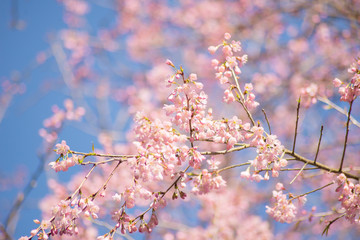 Beautiful cherry blossom.Nature concept background