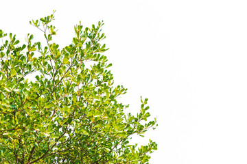 Green leaves on white background