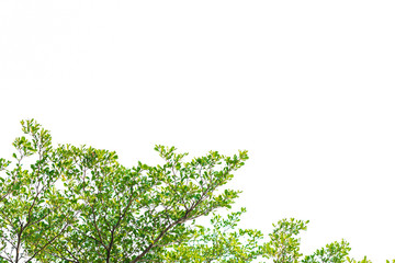 Green leaves on white background