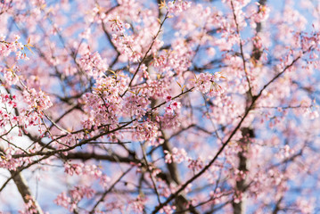 Beautiful cherry blossom.