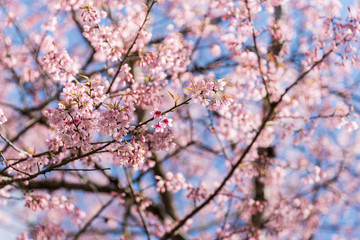 Beautiful cherry blossom.