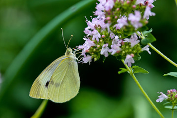 Pale green butterfly on purple flowers.