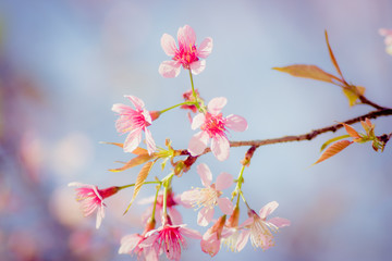 Beautiful cherry blossom.