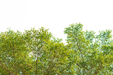 Green leaves on white background