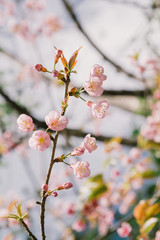 Beautiful cherry blossom.